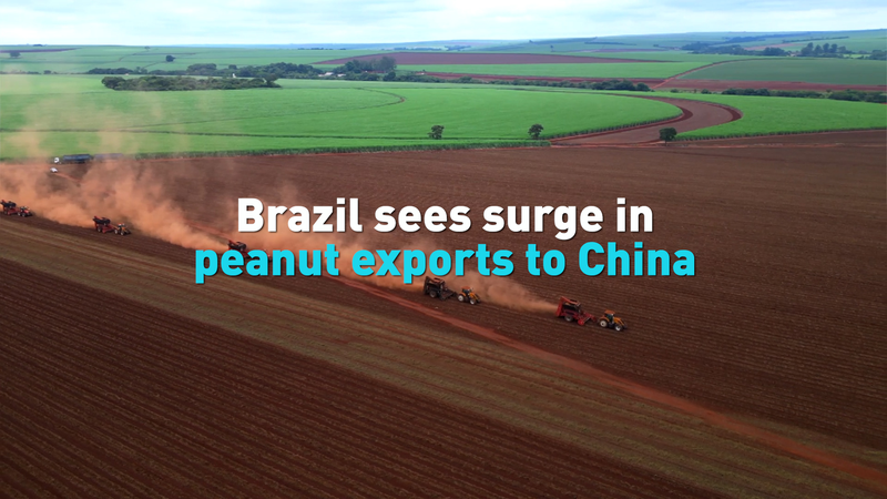 PJKJZ9YSHGWBAXQG283B - 🌍NewspaperAmigo – Your Global News Buddy 🗞️ Brazil's Peanut Boom: Exports to China Surge in 2026 🌰📈 video poster