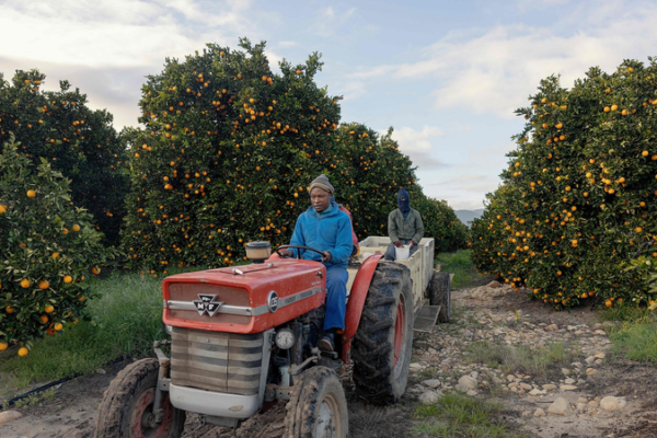 Diesel Crunch Threatens South Africa’s Citrus Export Boom 🚚🍊