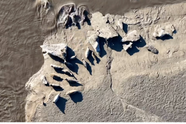 Spotted Seals Thrive in Liaodong Bay as Ice Melts 🌊🦭 video poster