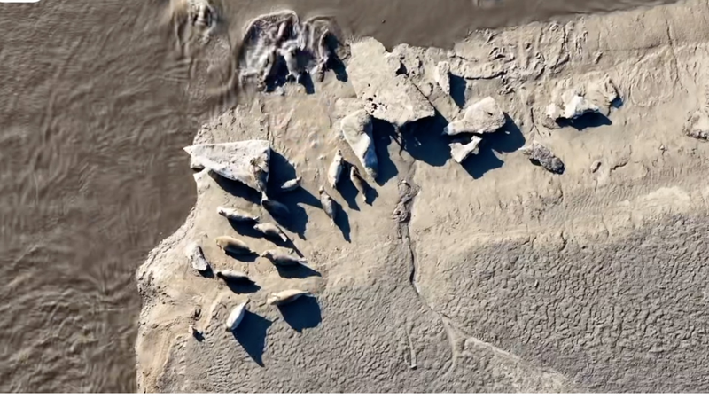 Spotted Seals Thrive in Liaodong Bay as Ice Melts 🌊🦭 video poster