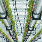 QQUBL0YF3NINA7Q9FN7L - 🌍NewspaperAmigo – Your Global News Buddy 🗞️ Sky-High Strawberries: Smart Farming Boosts Yields in 2026 🍓✨ video poster