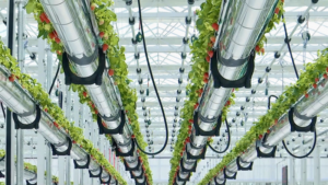 Sky-High Strawberries: Smart Farming Boosts Yields in 2026 🍓✨ video poster