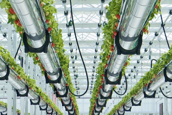 Sky-High Strawberries: Smart Farming Boosts Yields in 2026 🍓✨ video poster