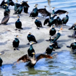 Xinjiang's Xiangsi Lake Becomes Migratory Bird Paradise 🌿🦆 video poster