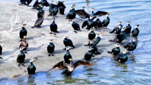 Xinjiang's Xiangsi Lake Becomes Migratory Bird Paradise 🌿🦆 video poster
