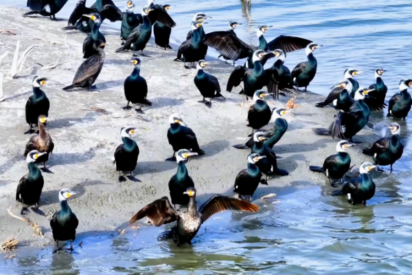 Xinjiang's Xiangsi Lake Becomes Migratory Bird Paradise 🌿🦆 video poster