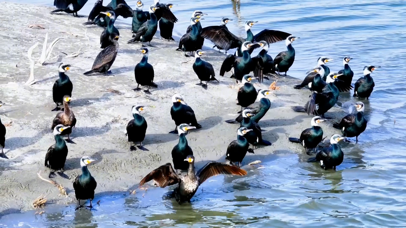QUBXWTOMJSMWMCPH5TUF - 🌍NewspaperAmigo – Your Global News Buddy 🗞️ Xinjiang's Xiangsi Lake Becomes Migratory Bird Paradise 🌿🦆 video poster