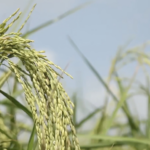 R6R2S0FX2BPNOTM80Z7M - 🌍NewspaperAmigo – Your Global News Buddy 🗞️ Myanmar Rice Revolution: China Partnership Boosts Harvests 🌾✨ video poster