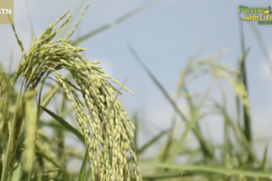 Myanmar Rice Revolution: China Partnership Boosts Harvests 🌾✨ video poster