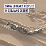 Rare Snow Leopard Rescued in Xinjiang Desert 🐆🌵 video poster
