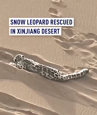 Rare Snow Leopard Rescued in Xinjiang Desert 🐆🌵 video poster