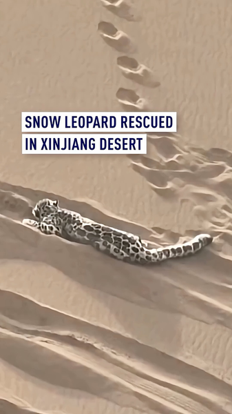 Rare Snow Leopard Rescued in Xinjiang Desert 🐆🌵 video poster