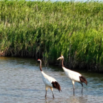Yellow River Estuary: A UNESCO-Recognized Bird Paradise 🌍🕊️ video poster