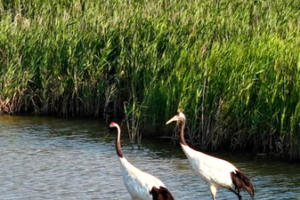 Yellow River Estuary: A UNESCO-Recognized Bird Paradise 🌍🕊️ video poster