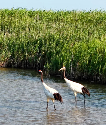 Yellow River Estuary: A UNESCO-Recognized Bird Paradise 🌍🕊️ video poster