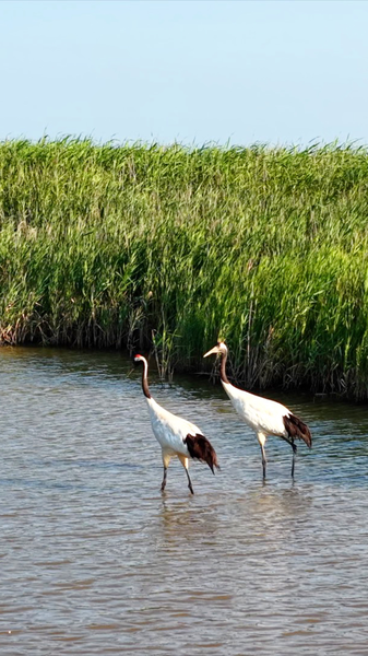 Yellow River Estuary: A UNESCO-Recognized Bird Paradise 🌍🕊️ video poster