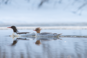 Spring Thaw Brings Rare Ducks Back to Jilin's Rivers 🦆❄️