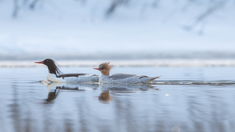 Spring Thaw Brings Rare Ducks Back to Jilin's Rivers 🦆❄️