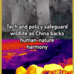 Tech Meets Nature: China’s Wildlife Revival in 2026 🌿📡 video poster
