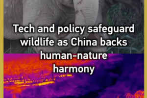 Tech Meets Nature: China’s Wildlife Revival in 2026 🌿📡 video poster