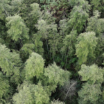 Rare 'Living Fossil' Tree Trove Found in Guangxi 🌿🔍