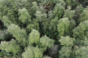 Rare 'Living Fossil' Tree Trove Found in Guangxi 🌿🔍