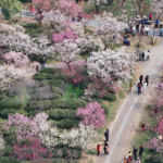 🌸 Blooming Economy: How Flower Tourism is Revitalizing Rural China in 2026 🌸