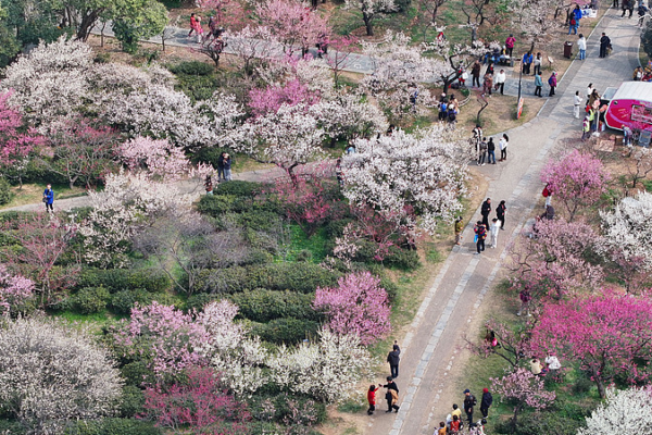 🌸 Blooming Economy: How Flower Tourism is Revitalizing Rural China in 2026 🌸
