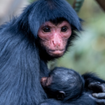 Step Into the Movie: Chimelong Safari Park’s 2026 Spring Surge 🦁🎬