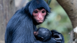 Step Into the Movie: Chimelong Safari Park’s 2026 Spring Surge 🦁🎬