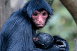 Step Into the Movie: Chimelong Safari Park’s 2026 Spring Surge 🦁🎬