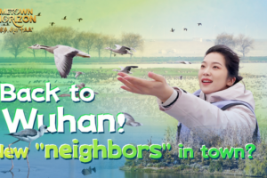 Wuhan Welcomes Feathered 'Neighbors' as Wetland Protection Soars 🦆🌿 video poster