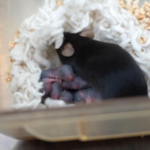 China's 'Space Mouse' Delivers Third Healthy Litter 🐭🚀