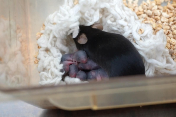 China's 'Space Mouse' Delivers Third Healthy Litter 🐭🚀