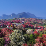 Guizhou's Azalea Blooms Paint Mountains in Vibrant Hues 🌸🏞️ video poster