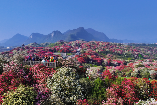 Guizhou's Azalea Blooms Paint Mountains in Vibrant Hues 🌸🏞️ video poster