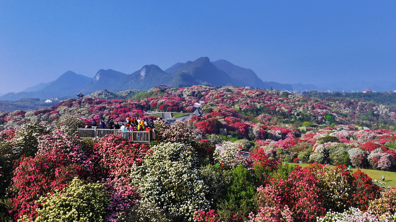 Guizhou's Azalea Blooms Paint Mountains in Vibrant Hues 🌸🏞️ video poster