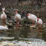 China Protects 80% of Key Wildlife Species 🌱🐼