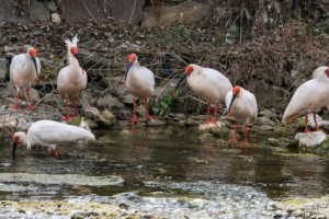 China Protects 80% of Key Wildlife Species 🌱🐼