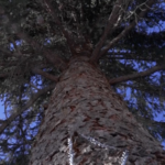 🌳💸 Xinjiang's Ancient Trees Get Insurance Lifeline to Tackle Climate Risks video poster