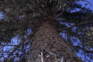 🌳💸 Xinjiang's Ancient Trees Get Insurance Lifeline to Tackle Climate Risks video poster
