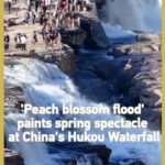X1RXLN2L3U9S5BRV0G3A - 🌍NewspaperAmigo – Your Global News Buddy 🗞️ Spring’s Spectacular Show: Peach Blossom Flood Hits Yellow River 🌸💦 video poster
