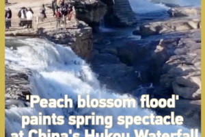 Spring’s Spectacular Show: Peach Blossom Flood Hits Yellow River 🌸💦 video poster