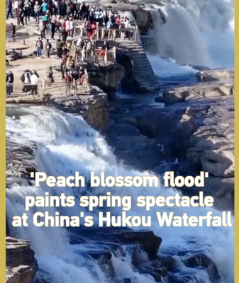 Spring’s Spectacular Show: Peach Blossom Flood Hits Yellow River 🌸💦 video poster
