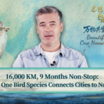 Feathered Nomads: How One Bird Bridges Beijing & Beyond 🌍🐦 video poster