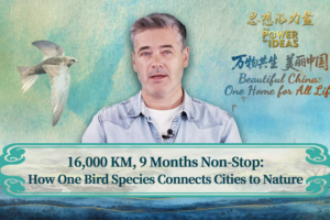 Feathered Nomads: How One Bird Bridges Beijing & Beyond 🌍🐦 video poster