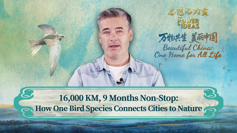 Feathered Nomads: How One Bird Bridges Beijing & Beyond 🌍🐦 video poster