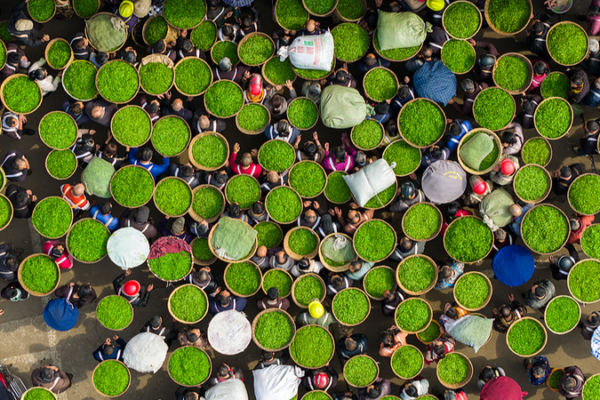 Ya'an Spring Tea Rush: A Vibrant Dance of Tradition & Trade 🌱✨