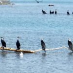 XLZJL2IZPLP9STELW1ZJ - 🌍NewspaperAmigo – Your Global News Buddy 🗞️ Migratory Birds Thrive at Xinjiang's Bosten Lake as Ecology Rebounds 🌿🦢 video poster