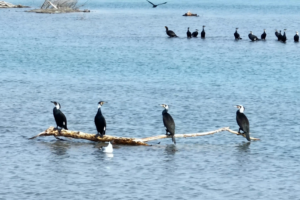 Migratory Birds Thrive at Xinjiang's Bosten Lake as Ecology Rebounds 🌿🦢 video poster